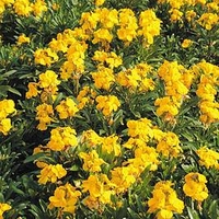 Wallflower Plants - Sugar Rush Yellow