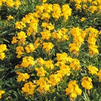 Wallflower Plants - Sugar Rush Yellow