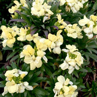 Wallflower Plants - White Dame