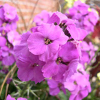 Wallflower Plants - Winter Joy