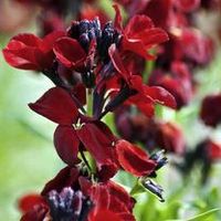 Wallflower Seeds - Sunset Red F1