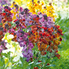 Wallflower Seeds - Tequila Sunrise F1