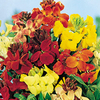 Wallflower Treasure Mixed F1 Seeds
