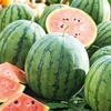 Watermelon Grafted Plant - Ingrid