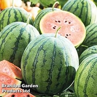 Watermelon Grafted Plant - Ingrid