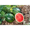 Watermelon Grafted Plants - Mini Love