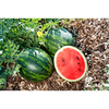 Watermelon Grafted Plants - Mini Love