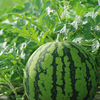 Watermelon Ingrid Grafted Plants