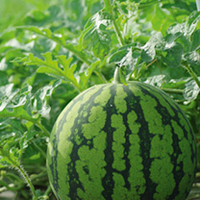 Watermelon Ingrid Grafted Plants