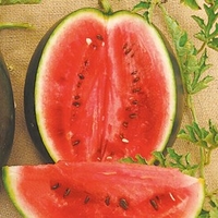 Watermelon Seeds - Rosario F1