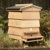 WBC Hive Starter Kit