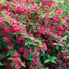 Weigela Bristol Ruby