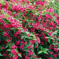 Weigela Bristol Ruby