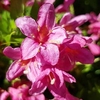 Weigela flor. Picobella Rosa