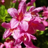 Weigela flor. Picobella Rosa