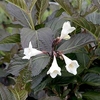 Weigela florida EBONY AND IVORY Noble® (PBR)