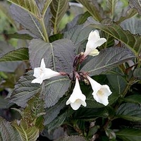 Weigela florida EBONY AND IVORY Noble® (PBR)
