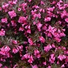 Weigela florida Plant - Alexandra®