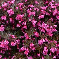 Weigela florida Plant - Alexandra®