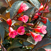 Weigela florida Plant - Alexandra