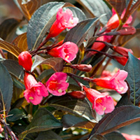 Weigela florida Plant - Alexandra