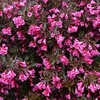 Weigela florida Plant - Alexandra®