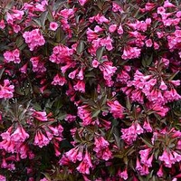 Weigela florida Plant - Alexandra®