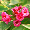 Weigela florida Plant - Brigela Moulin Rouge