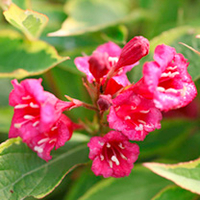 Weigela florida Plant - Brigela Moulin Rouge