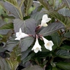 Weigela florida Plant - Ebony and Ivory Noble®