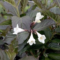 Weigela florida Plant - Ebony and Ivory Noble®
