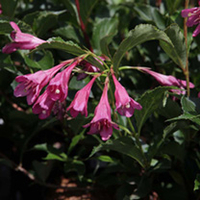 Weigela florida Plant - Midnight Wine