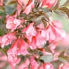 Weigela florida Plant - Minor Black®