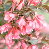 Weigela florida Plant - Minor Black