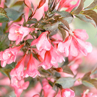 Weigela florida Plant - Minor Black