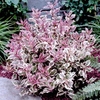Weigela florida Plant - MONET®