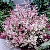 Weigela florida Plant - MONET®