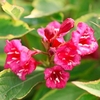Weigela florida Plant - Moulin Rouge® (Brigela)