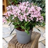 Weigela florida Plant - Pink Poppet®
