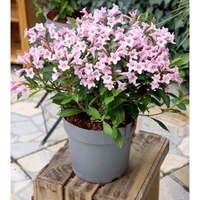 Weigela florida Plant - Pink Poppet®