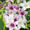 Weigela florida Plant - Variegata