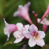 Weigela florida Plant - Victoria