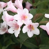 Weigela florida 