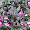 Weigela middendorffiana Plant