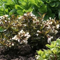 Weigela Plant - Black and White