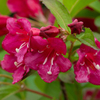 Weigela Plant - Bristol Ruby
