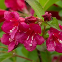 Weigela Plant - Bristol Ruby