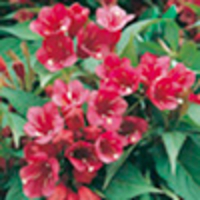 Weigela Plant - Bristol Ruby
