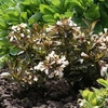 Weigela Plant - Candida