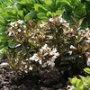 Weigela Plant - Candida